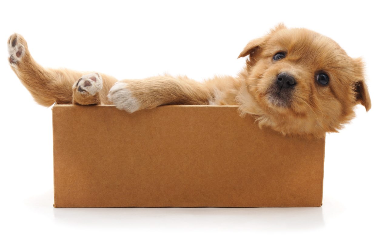Cute dog in a box
